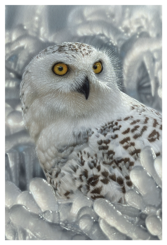 Snow Owl - 3D Postcard