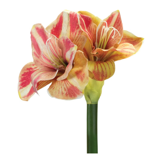 Amaryllis Flower Stem