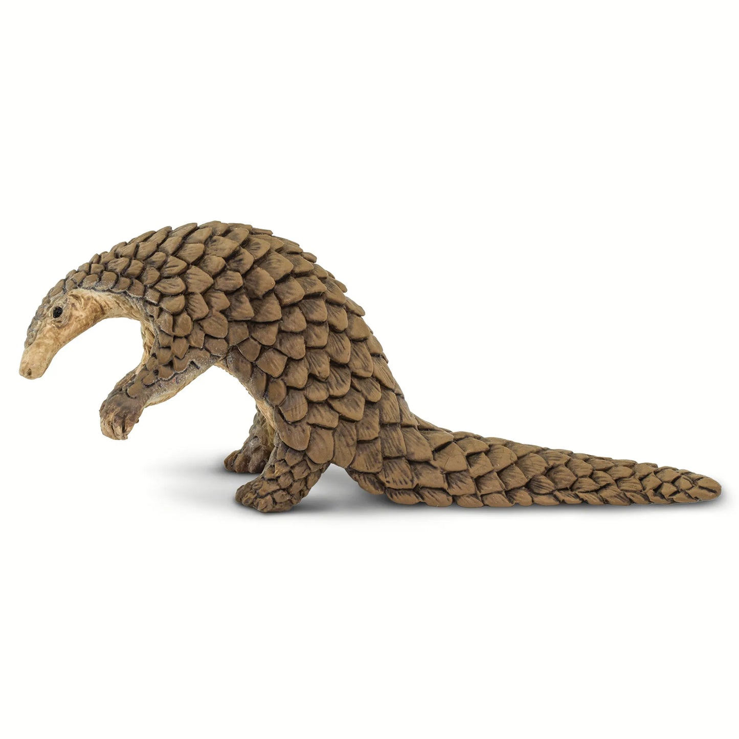 Pangolin