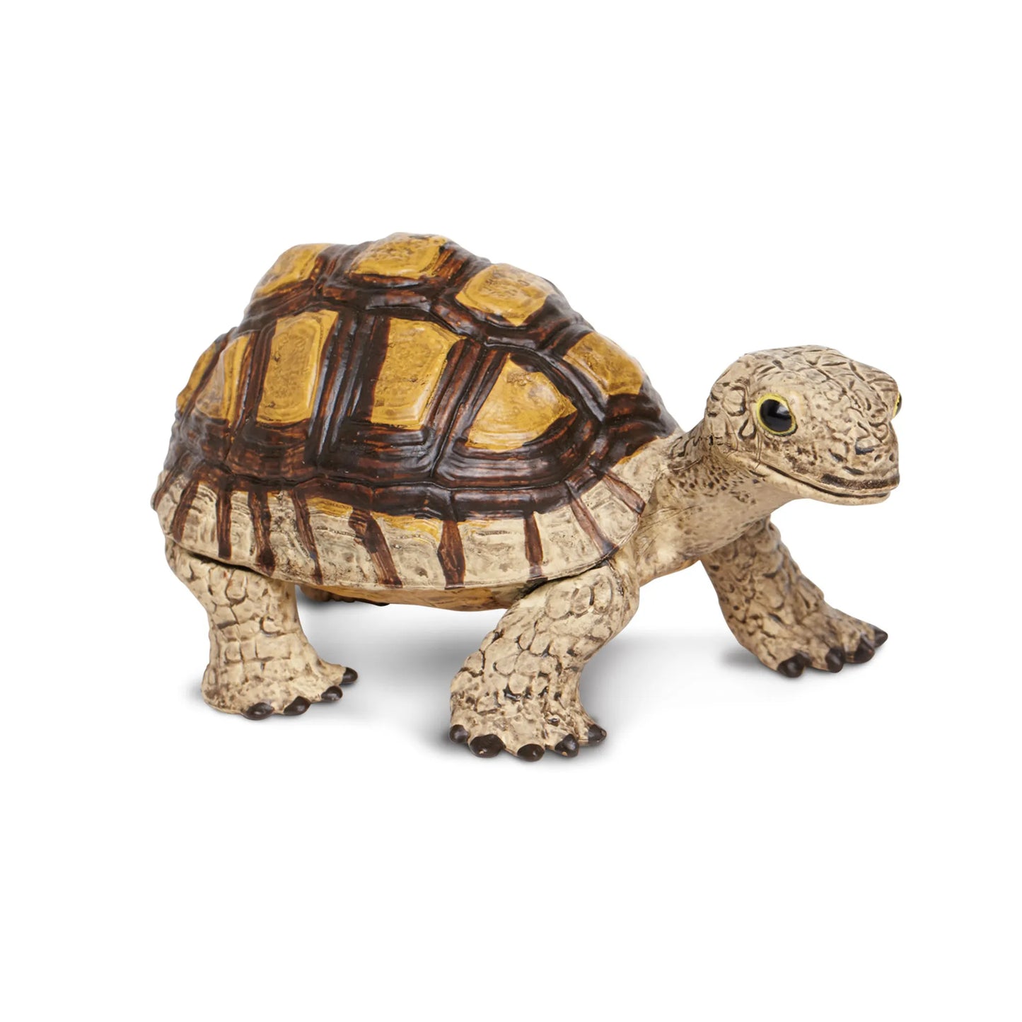 Tortoise