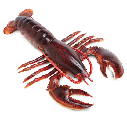 Maine Lobster