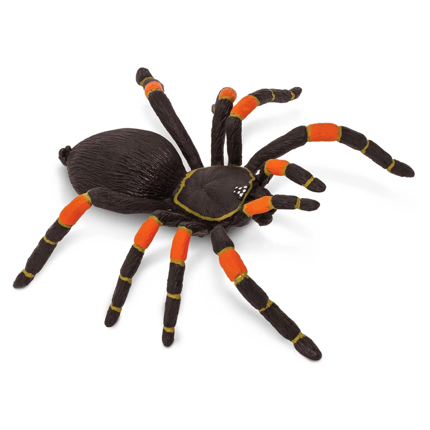 Orange-Kneed Tarantula